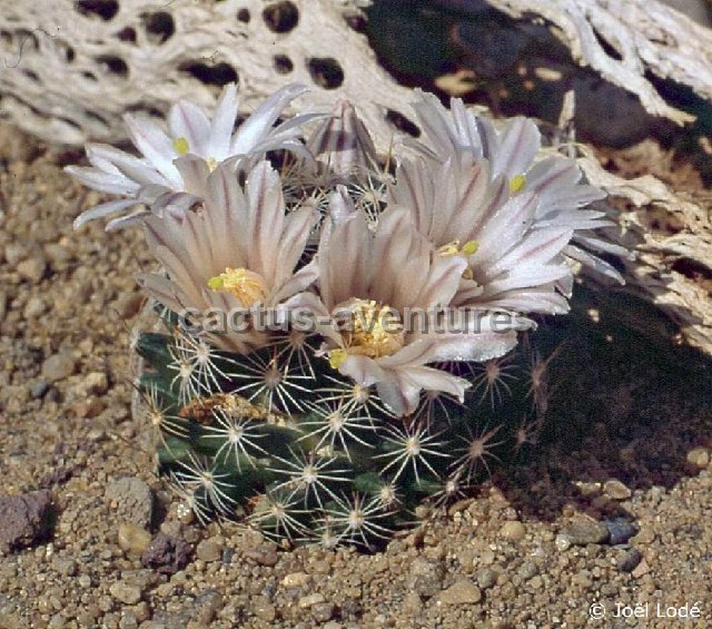 Mammillaria coahuilensis -132 JL
